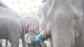DSC_5568 Mahout & Elephant in the morning